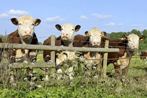 Four Hereford bullocks looking over a fence with Cow Parsley (Anthriscus sylvestris)