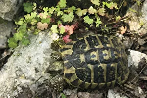 Hermanns / Dalmatian tortoise (Testudo hermanni hercegovinensis) near Svitava Lake