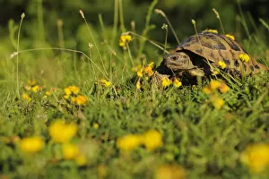 Images Dated 13th June 2009: Hermanns tortoise (Testudo hermanni) Shebeniku-Jabllanica National Park, Albania