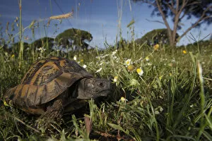 Images Dated 21st May 2009: Hermanns tortoise (Testudo hermanni) in a meadow, Patras area, The Peloponnese