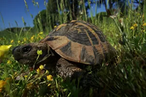 Hermanns tortoise (Testudo hermanni) in a meadow, Patras area, The Peloponnese