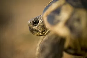 Images Dated 16th October 2008: Hermanns tortoise (Testudo hermanni) near Meteora, Greece, October 2008
