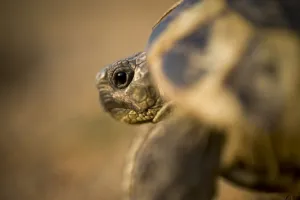Images Dated 16th October 2008: Hermanns tortoise (Testudo hermanni) near Meteora, Greece, October 2008