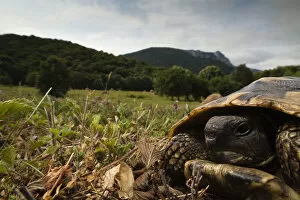 Hermanns tortoise (Testudo hermanni) portrait, Djerdap National Park, Serbia