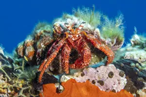 Hermit crab (Dardanus calidus) Vis Island, Croatia, Adriatic Sea, Mediterranean