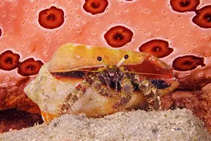Diogenidae Prints: Hermit crab (Dardanus lagopodes) inside its cone shell home