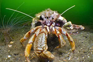 Hermit crab (Pagurus bernhardus) moving forward, Loch Long, Argyll and Bute, Scotland