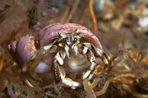 Hermit crab (Pagurus bernhardus) on yellow sponge, Loch Etive, west coast of Scotland