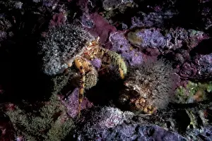 Paguridae Prints: Hermit crab (Pagurus constans) male