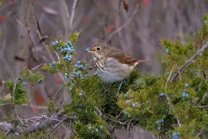 Fruit Prints: Hermit thrush (Catharus guttatus) feeding on blue juniper berry (cone) of Eastern Red-Cedar (Juniperus virginiana)