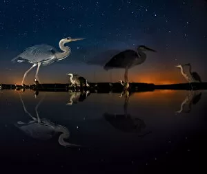 The Magic Moment Collection: Herons at night on Lake Csaj, Kiskunsag National Park, Hungary. Winner of the Birds category
