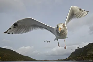 Herring Gull (Larus argentatus) close up of juvenile in flight, Flatanger, Norway