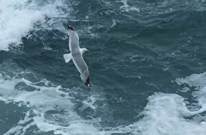 Robert Thompson Gallery: Herring gull (Larus argentatus) flying over sea. Great Saltee Island, Saltee Islands