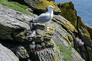 Fratercula Prints: Herring gull (Larus argentatus) perched on cliff ledge above two Puffins (Fratercula arctica)