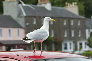Herring gull (Larus argentatus) standing on the roof of a car, Portree, Skye, Scotland