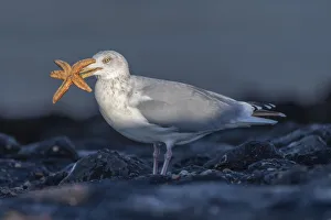 Larus Prints: Herring gull (Larus argentatus) with Starfish prey in beak. Zeeland, The Netherlands