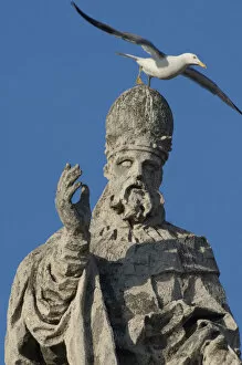 Herring gull (Larus argentatus) taking off from head of statue of St Peter, Vatican City