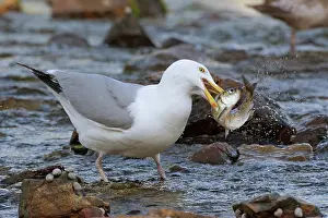 Seagulls Prints: Herring gull (Larus smithsonianus) with Alewife (Alosa pseudoharengus) prey in beak