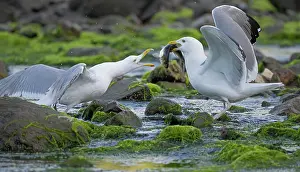 Eastern Usa Prints: Two Herring gulls (Larus argentatus) squabbling over Alewife (Alosa pseudoharengus) prey