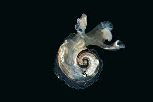 Images Dated 21st August 2009: Heteropod mollusc (Atlanta peroni) from between 195-498m / 640-1634ft, Mid-Atlantic Ridge