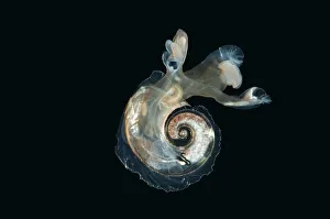 Heteropod mollusc (Atlanta peroni) from between 195-498m / 640-1634ft, Mid-Atlantic Ridge