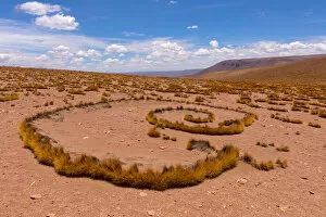 High Altiplano with tussock grass called Paja brava (Festuca orthophylla) showing