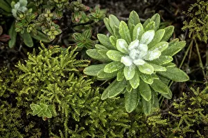 Republic Of Madagascar Prints: High-altitude plant growing close to mountain summit, Marojejy National Park, Madagascar