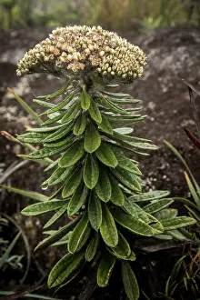 Republic Of Madagascar Prints: High-altitude plant growing close to mountains summit, Marojejy National Park, Madagascar