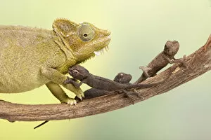 Images Dated 13th May 2021: High-casqued chameleon / Von Hoehnels chameleon (Trioceros hoehnelii