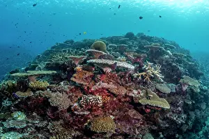Fiji Prints: High coral cover at Rainbow Reef located in the nutrient-rich Somosomo Strait between Taveuni Island and Vanua Levu