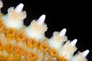 High magnification photo of the spines of a Common starfish (Asterias rubens)