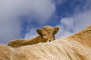 Highland calf (Bos taurus) looking over the back of its mother, Tiree, Scotland UK