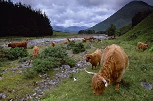 Livestock Collection: Highland Cattle (Bos tarus) herd grazing, West Highland Way, Tyndrum, Scotland, UK