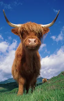 Livestock Collection: Highland cattle bull portrait {Bos taurus} Scotland UK