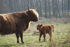 Images Dated 28th March 2011: Highland cattle with calf, Foxlease and Ancells Meadows SSSI, Hampshire, England