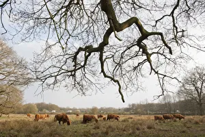 Herds Prints: Highland cattle herd grazing at Foxlease and Ancells Meadows SSSI, Hampshire, England