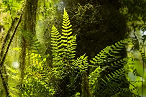 Fern Prints: Highland cloud forest with ferns and mosses, Highlands, Santa Cruz Island, Galapagos