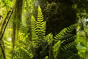 February 2022 Highlights Collection: Highland cloud forest with ferns and mosses, Highlands, Santa Cruz Island, Galapagos