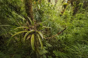 Highland cloud forest in the Talamanca Mountains of Costa Rica, April 2015