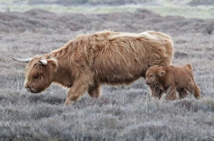Highland Cow (Bos taurus) with calf, Texel, the Netherlands, April
