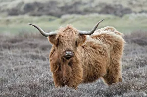 Highland Cow (Bos taurus) Texel, the Netherlands, April