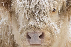 Temperature Gallery: Highland cow, close up of head, Glenfeshie, Cairngorms National Park, Scotland, UK