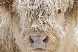 Livestock Collection: Highland cow, close up of head, Glenfeshie, Cairngorms National Park, Scotland, UK