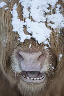 Highland cow close up with mouth open, Glenfeshie, Cairngorms National Park, Scotland