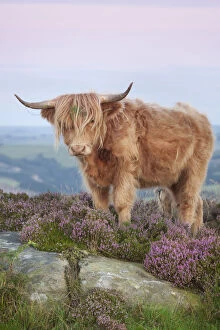 Highland cow on heather moorland, Curbar Edge, Peak District National Park, Derbyshire