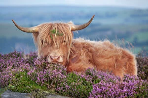 Artiodactyla Gallery: Highland cow lying on Heather, Curbar Edge, Peak District National Park, Derbyshire