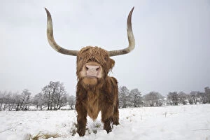Domestic Animal Collection: Highland cow in snow, Glenfeshie, Cairngorms National Park, Scotland, UK, February