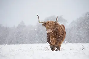 Livestock Prints: Highland cow in snow, Glenfeshie, Cairngorms National Park, Scotland, UK, February