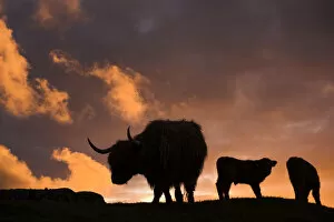 Highland cows, three silhouetted at dusk. Glengorm Estate, Isle of Mull, Scotland, UK