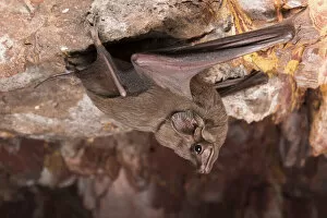 Images Dated 11th January 2022: Hills sheathtail bat (Taphozous hilli) upside down, holding on to rock face, Tennant Creek